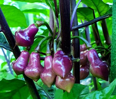 15 Pcs Chilli Cabaca Roxa Edible Ornamental Plant Seeds