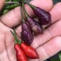 15 Pcs Chilli Cabaca Roxa Edible Ornamental Plant Seeds