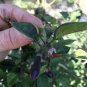 15 Pcs Chilli Cabaca Roxa Edible Ornamental Plant Seeds