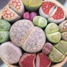 10 Pcs Mixed 9 Types of Lithops Conophytum Seeds