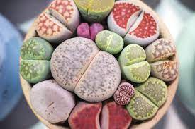 10 Pcs Mixed 9 Types of Lithops Conophytum Seeds