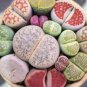 10 Pcs Mixed 9 Types of Lithops Conophytum Seeds