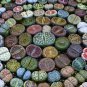 10 Pcs Mixed 9 Types of Lithops Conophytum Seeds