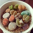 10 Pcs Mixed 9 Types of Lithops pseudotruncatella Seeds 10 Pcs Mixed 9 Types of Lithops pseudotruncatella Seeds