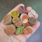 10 Pcs Mixed 9 Types of Lithops pseudotruncatella Seeds