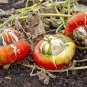 30 Pcs Edible Large Orange Pumpkin with Green Stripe Seeds
