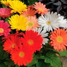 100 Pcs A Bag Sale! Gerbera Daisy Hybrids Mix Flower Seeds Bonsai plants