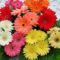 100 Pcs A Bag Sale! Gerbera Daisy Hybrids Mix Flower Seeds Bonsai plants