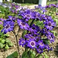 40 Pcs Hybrid F1 Dark Purple Florist's Cineraria (Pericallis hybrida)