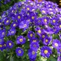 40 Pcs Hybrid F1 Dark Purple Florist's Cineraria (Pericallis hybrida)