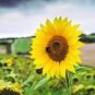 15 Pcs Tarahumara Sunflower Seeds