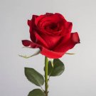 50 Pcs Improved Red Rose Very Beautiful Flowers Fresh Garden Seed 50 Pcs Improved Red Rose Very Beautiful Flowers Fresh Garden Seed