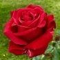 50 Pcs Improved Red Rose Very Beautiful Flowers Fresh Garden Seed