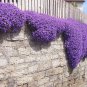 250 Pcs Genuine Purple Aubrieta Flower