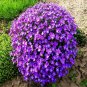 250 Pcs Genuine Purple Aubrieta Flower