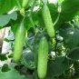 60 Pcs Hanging Beauty: Tangshan's Autumn Cucumber Seeds