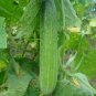 60 Pcs Hanging Beauty: Tangshan's Autumn Cucumber Seeds