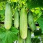 60 Pcs Hanging Beauty: Tangshan's Autumn Cucumber Seeds