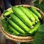 60 Pcs Golden Crisp Bites: Drought-Tolerant Cucumber Seeds