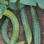 60 Pcs Time-Honored Greens: 'Jinyan No.4' Thorny Cucumber Seed Marvels