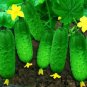 60 Pcs Compact and Tasty: No-Stake Mini Cucumber Varieties