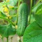 60 Pcs Compact and Tasty: No-Stake Mini Cucumber Varieties