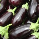 200 Pcs Black Beauty Eggplant Seeds 200 Pcs Black Beauty Eggplant Seeds