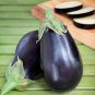 200 Pcs Black Beauty Eggplant Seeds