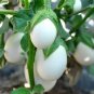 100 Pcs Cultivate Charm: 'White Baby' Round Eggplant Seeds