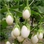 100 Pcs Cultivate Charm: 'White Baby' Round Eggplant Seeds