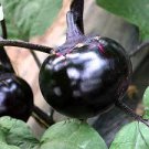 50 Pcs Garden Noir: Explore the World of Black Round Eggplant Seeds