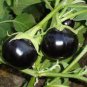 50 Pcs Garden Noir: Explore the World of Black Round Eggplant Seeds