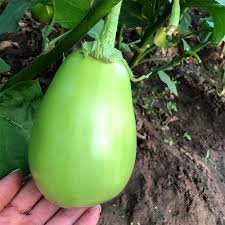 300 Pcs Xi'an Green Allure: Unveiling the Green Eggplant Seeds