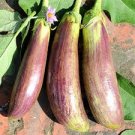 300 Pcs Bamboo Silk Marvel: Flowering Eggplant Seeds from Sichuan