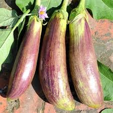 300 Pcs Bamboo Silk Marvel: Flowering Eggplant Seeds from Sichuan