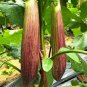 300 Pcs Bamboo Silk Marvel: Flowering Eggplant Seeds from Sichuan