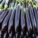 400 Pcs Shiny Black Beauty: Thick and Tender Long Eggplant Seeds 400 Pcs Shiny Black Beauty: Thick and Tender Long Eggplant Seeds