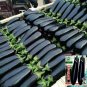 400 Pcs Shiny Black Beauty: Thick and Tender Long Eggplant Seeds