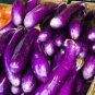 400 Pcs Spring-Summer Eggplant Seeds: Thick-Fleshed, Purple-Red Variety
