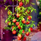 5 Pcs Peach Bonsai Dwarf Outdoor Tree Eat Delicious Juicy Meaty Fruit 5 Pcs Peach Bonsai Dwarf Outdoor Tree Eat Delicious Juicy Meaty Fruit