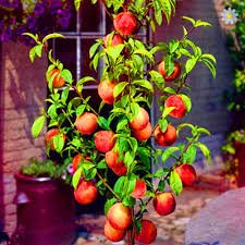 5 Pcs Peach Bonsai Dwarf Outdoor Tree Eat Delicious Juicy Meaty Fruit