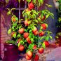 5 Pcs Peach Bonsai Dwarf Outdoor Tree Eat Delicious Juicy Meaty Fruit