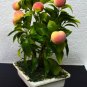 5 Pcs Peach Bonsai Dwarf Outdoor Tree Eat Delicious Juicy Meaty Fruit