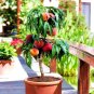 5 Pcs Peach Bonsai Dwarf Outdoor Tree Eat Delicious Juicy Meaty Fruit