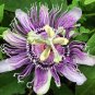20 Pcs Passion Flower,Passiflora Incarnata Certified Pure Live