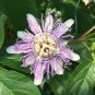 20 Pcs Passion Flower,Passiflora Incarnata Certified Pure Live