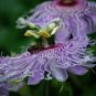 20 Pcs Passion Flower,Passiflora Incarnata Certified Pure Live