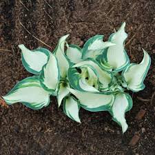 100 Pcs hosta plants, hosta seeds, bonsai flower seeds