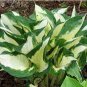 100 Pcs hosta plants, hosta seeds, bonsai flower seeds