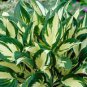 100 Pcs hosta plants, hosta seeds, bonsai flower seeds